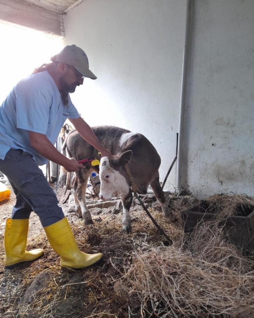 Gazipaşa’da 4 bin 700 büyükbaş hayvana şap aşısı yapıldı